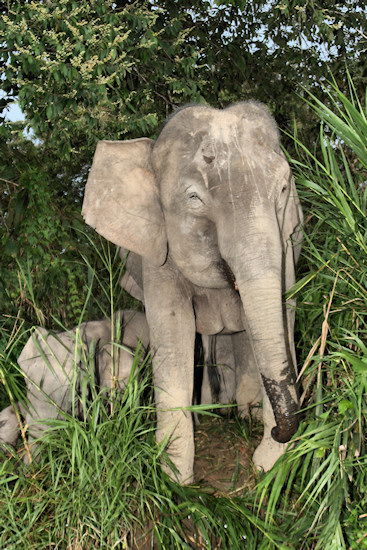 BorneoPigmyElephant_Sukau_0254 (67)_m.jpg